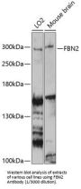 Fibrillin 2 (FBN2) Antibody