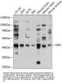 Spermine Synthase (SMS) Antibody