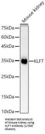 Krueppel-Like Factor 7 (KLF7) Antibody