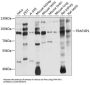 TRAF3 Interacting Protein 1 (TRAF3IP1) Antibody