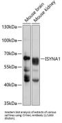 Inositol-3-Phosphate Synthase 1 (ISYNA1) Antibody