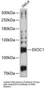 Exocyst Complex Component 1 (EXOC1) Antibody