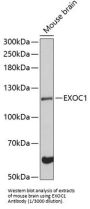 Exocyst Complex Component 1 (EXOC1) Antibody