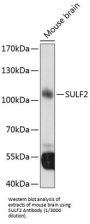 Sulfatase 2 (SULF2) Antibody