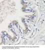 DEP Domain-Containing Protein 6 (DEPDC6) Antibody