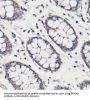 DEP Domain-Containing Protein 6 (DEPDC6) Antibody