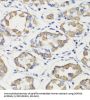 DEP Domain-Containing Protein 6 (DEPDC6) Antibody