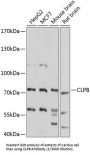 Caseinolytic Peptidase B Protein Homolog (CLPB) Antibody