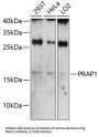 Proline-Rich Acidic Protein 1 (PRAP1) Antibody