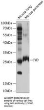 Iodotyrosine Deiodinase 1 (IYD) Antibody