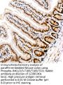 JNK1 / 2 / 3 p(T183 / T183 / T221) Antibody
