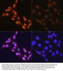 JNK1 / 2 / 3 p(T183 / T183 / T221) Antibody