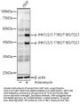 JNK1 / 2 / 3 p(T183 / T183 / T221) Antibody