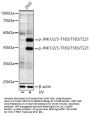 JNK1 / 2 / 3 p(T183 / T183 / T221) Antibody