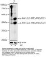 JNK1 / 2 / 3 p(T183 / T183 / T221) Antibody