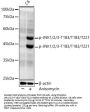 JNK1 / 2 / 3 p(T183 / T183 / T221) Antibody