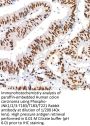 JNK1 / 2 / 3 p(T183 / T183 / T221) Antibody