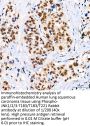 JNK1 / 2 / 3 p(T183 / T183 / T221) Antibody