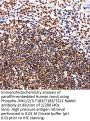 JNK1 / 2 / 3 p(T183 / T183 / T221) Antibody