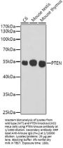 Phosphatidylinositol-3,4,5-Trisphosphate 3-Phosphatase And Dual-Specificity Protein Phosphatase PTEN (PTEN) Antibody