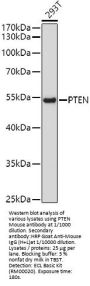 Phosphatidylinositol-3,4,5-Trisphosphate 3-Phosphatase And Dual-Specificity Protein Phosphatase PTEN (PTEN) Antibody