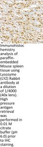 Lysozyme C (LYZ) Antibody