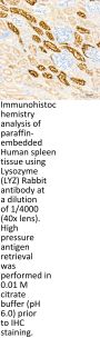 Lysozyme C (LYZ) Antibody