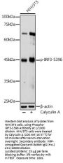 Interferon Regulatory Factor 3 Phospho-Ser396 (IRF3 pS396) Antibody
