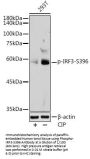 Interferon Regulatory Factor 3 Phospho-Ser396 (IRF3 pS396) Antibody