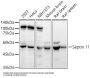 Septin 11 (SEPTIN11) Antibody