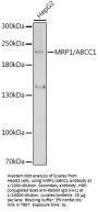 Multidrug Resistance Associated Protein 1 (ABCC1) Antibody