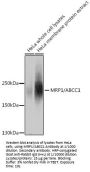 Multidrug Resistance Associated Protein 1 (ABCC1) Antibody