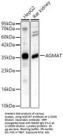 Agmatinase, Mitochondrial (AGMAT) Antibody