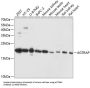 Type-1 Angiotensin II Receptor-Associated Protein (AGTRAP) Antibody