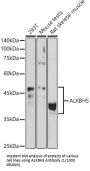 AlkB Homolog 5, RNA Demethylase (ALKBH5) Antibody