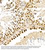AlkB Homolog 5, RNA Demethylase (ALKBH5) Antibody