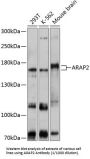 Arf-GAP With Rho-GAP Domain, ANK Repeat And PH Domain-Containing Protein 2 (ARAP2) Antibody