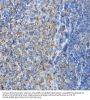 Actin Related Protein 2/3 Complex Subunit 2 (ARPC2) Antibody