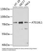 Autophagy-Related Protein 16-1 (ATG16L1) Antibody