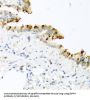Bone Morphogenetic Protein 4 (BMP4) Antibody