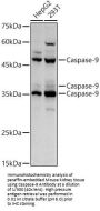 Caspase 9 (CASP9) Antibody