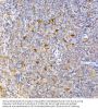 Caspase 9 (CASP9) Antibody