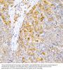 Caspase 9 (CASP9) Antibody