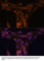 Caspase 9 (CASP9) Antibody