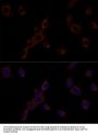 Caspase 9 (CASP9) Antibody