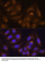 Caspase 9 (CASP9) Antibody