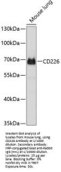 Cluster of Differentiation 226 (CD226) Antibody