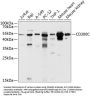 CMRF35-Like Molecule 6 (CD300C) Antibody