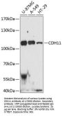 Cadherin 11 (CDH11) Antibody