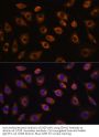 Cadherin 11 (CDH11) Antibody